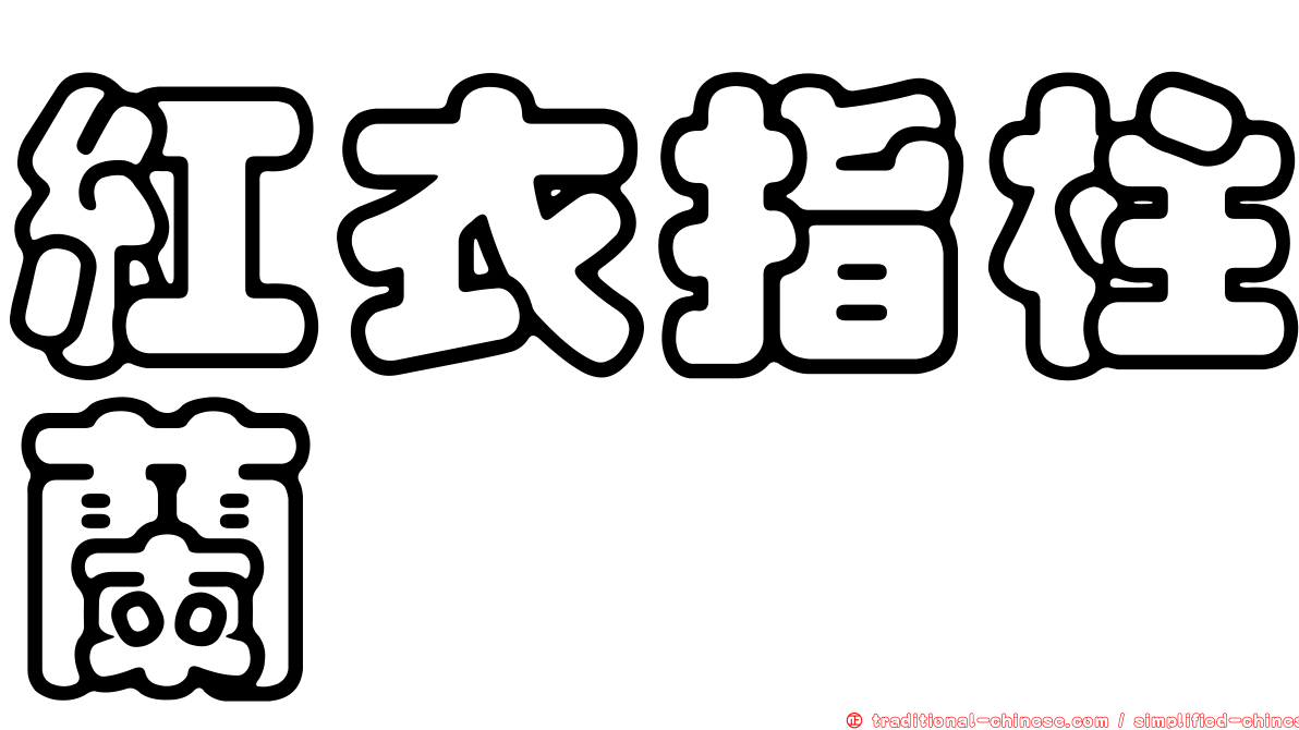 紅衣指柱蘭