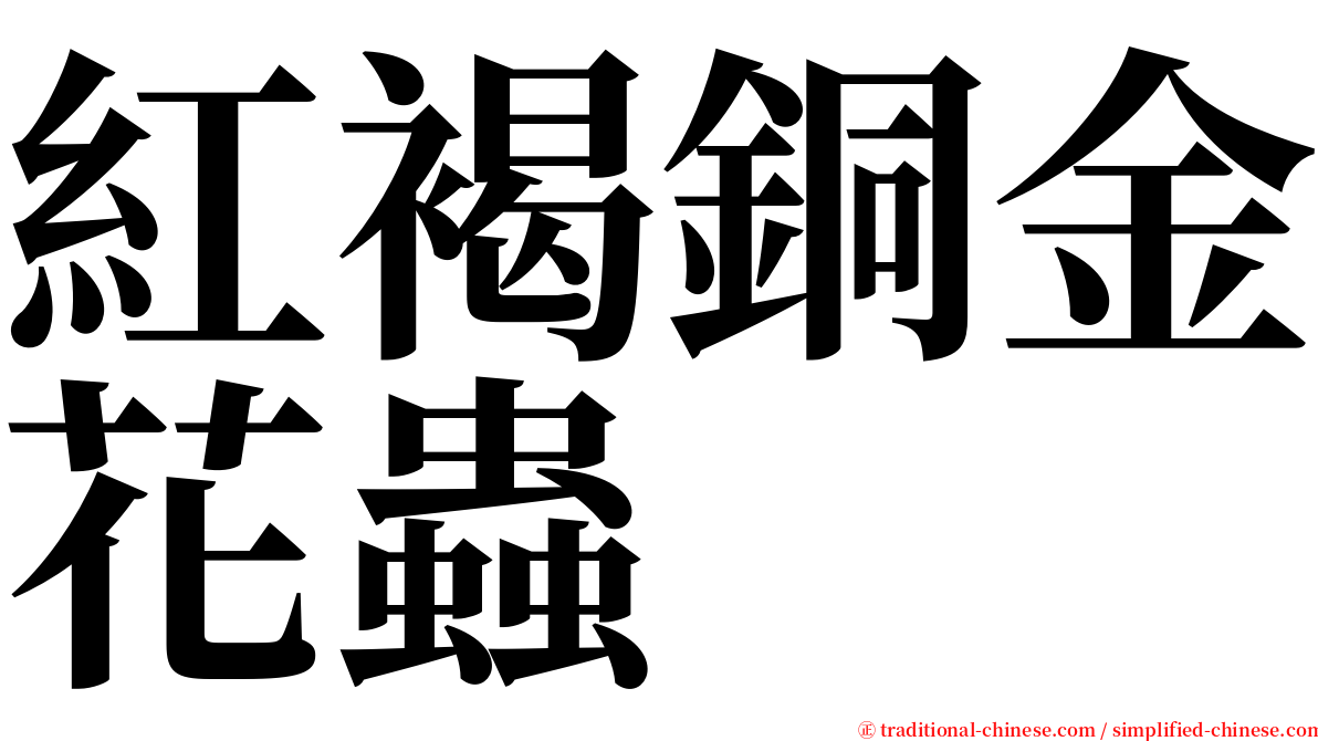 紅褐銅金花蟲 serif font