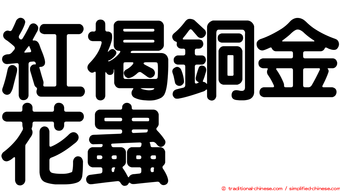 紅褐銅金花蟲