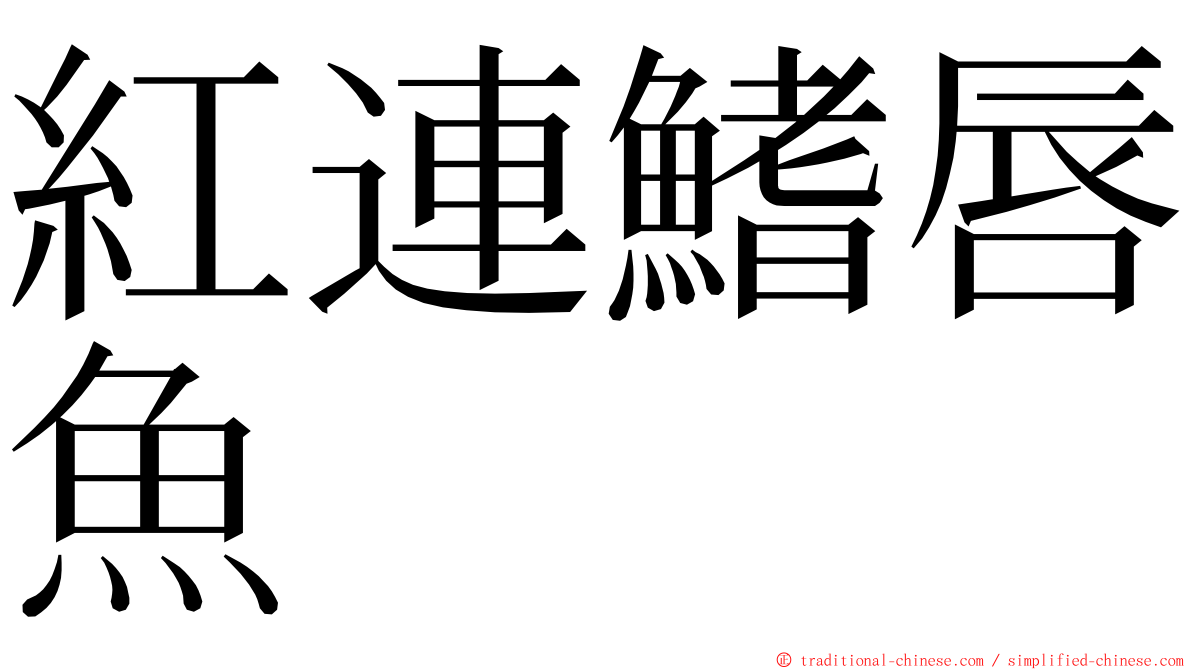 紅連鰭唇魚 ming font