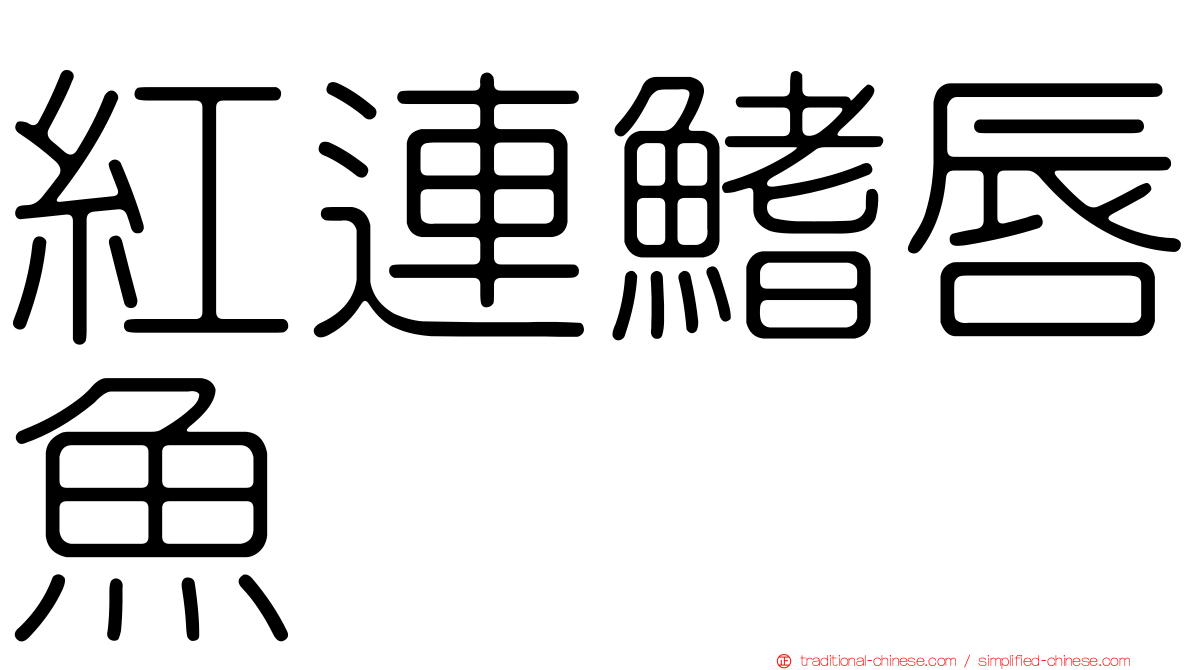紅連鰭唇魚