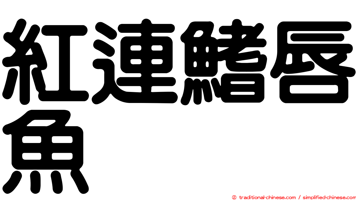 紅連鰭唇魚