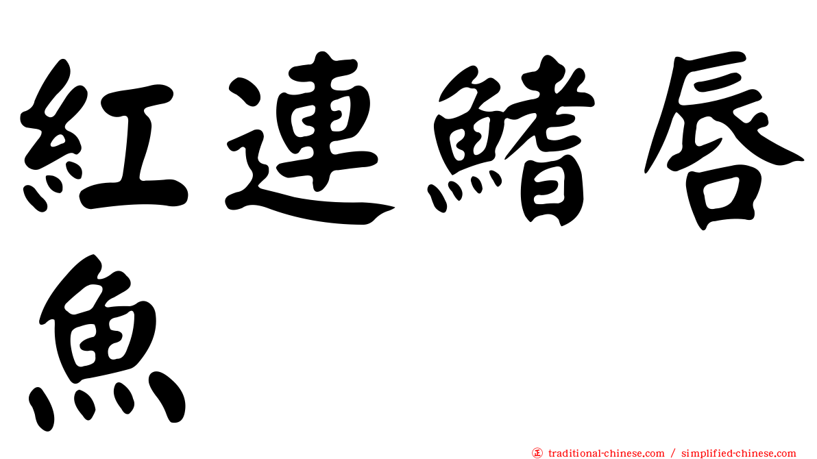 紅連鰭唇魚