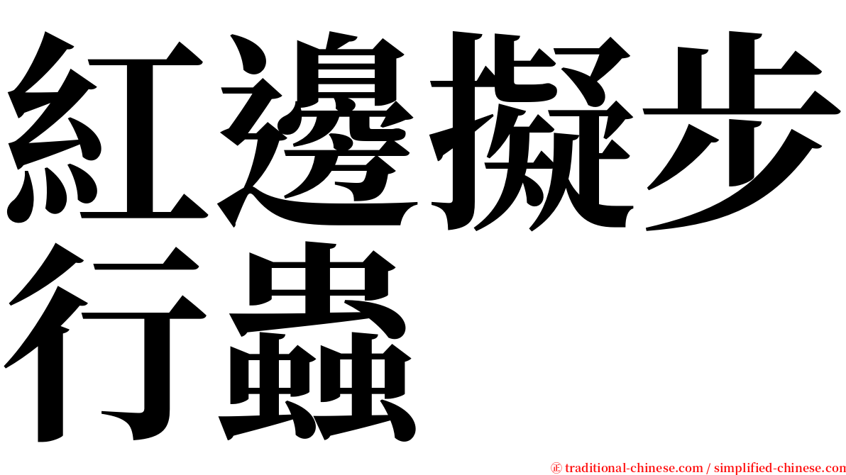 紅邊擬步行蟲 serif font