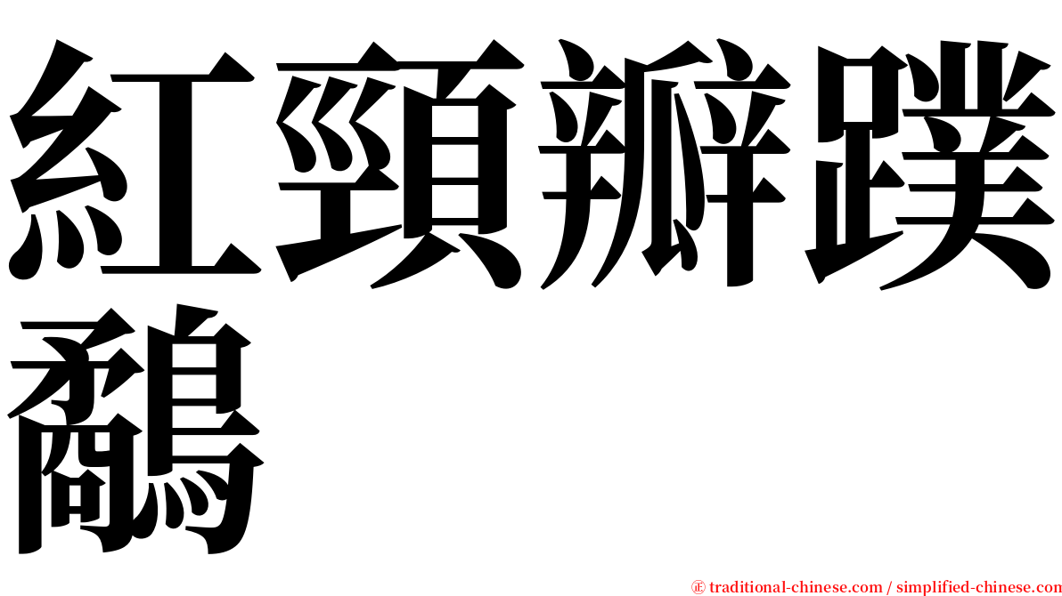 紅頸瓣蹼鷸 serif font