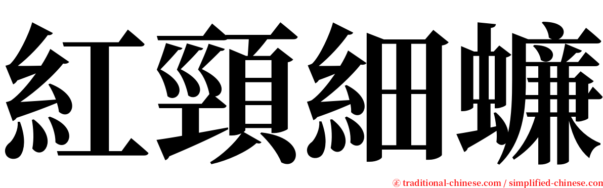 紅頸細蠊 serif font