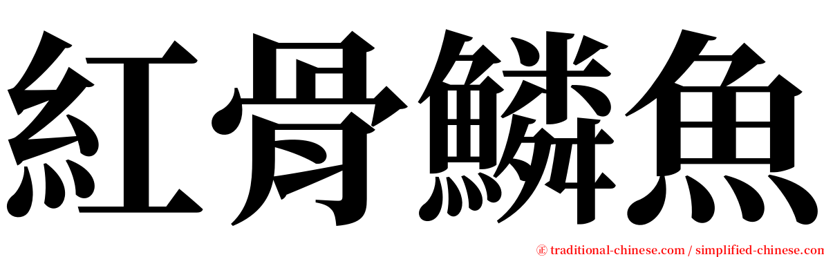 紅骨鱗魚 serif font