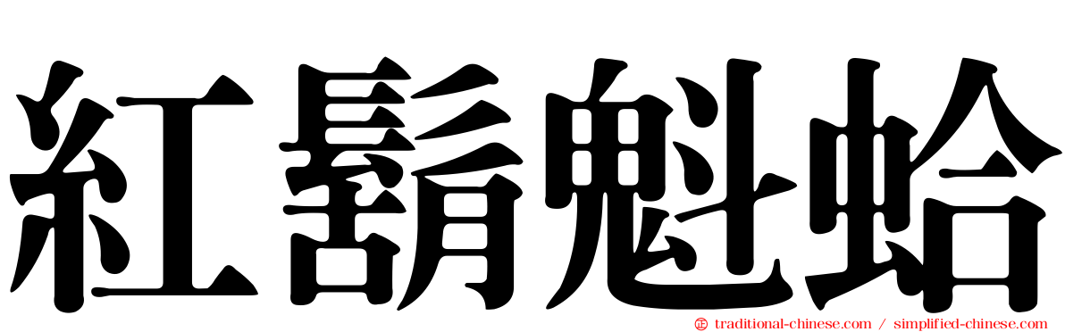 紅鬍魁蛤