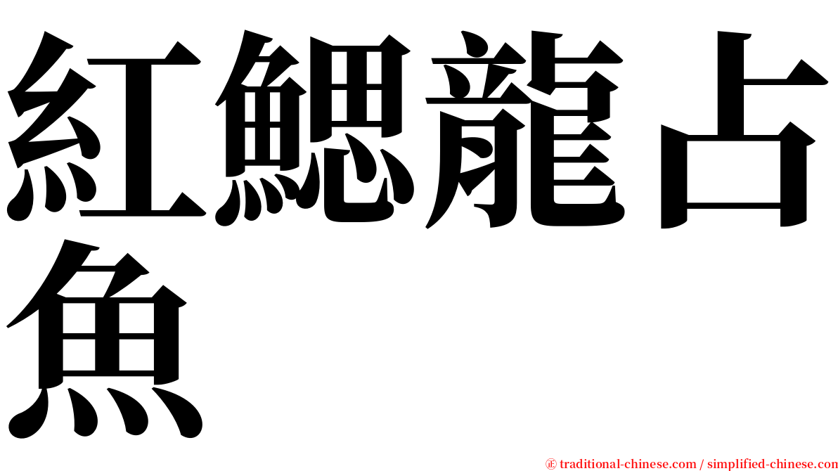 紅鰓龍占魚 serif font