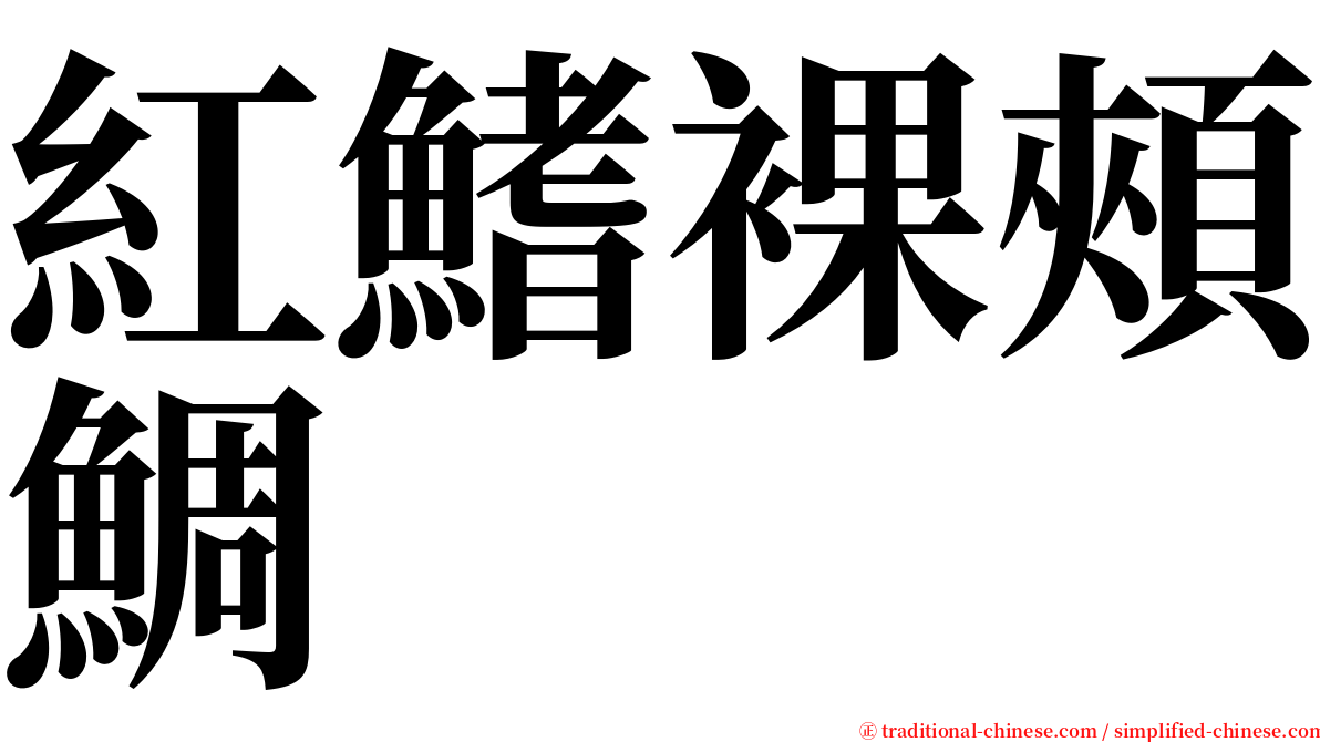 紅鰭裸頰鯛 serif font