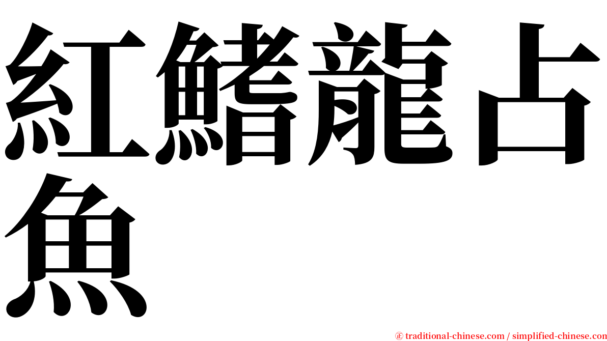 紅鰭龍占魚 serif font