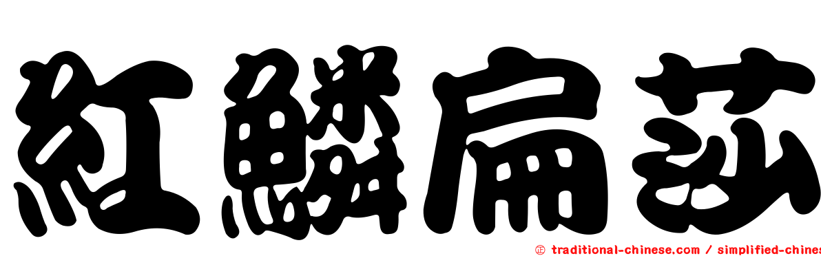 紅鱗扁莎