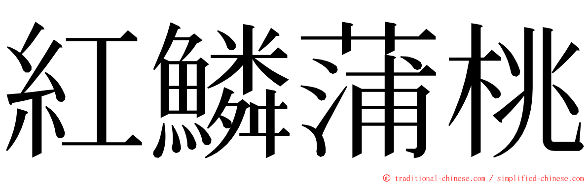 紅鱗蒲桃 ming font