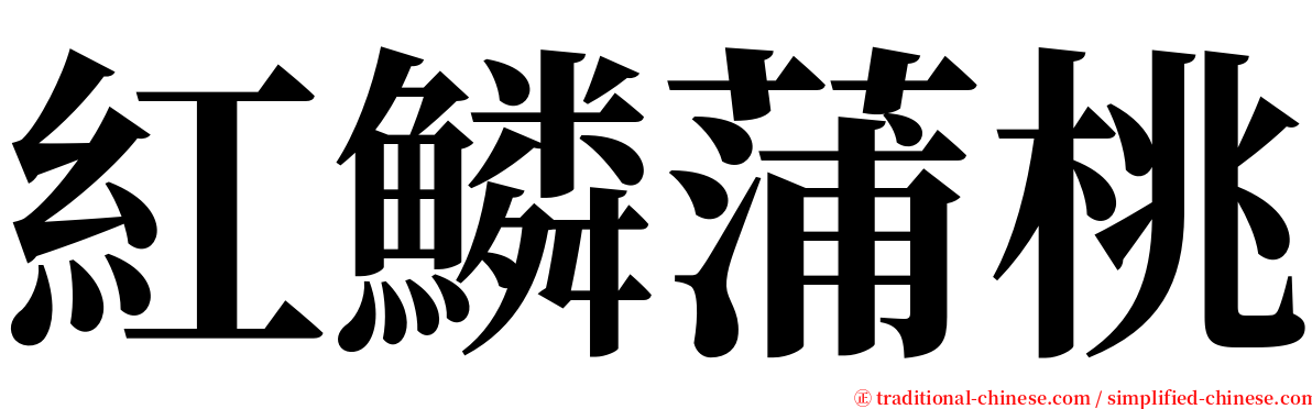 紅鱗蒲桃 serif font