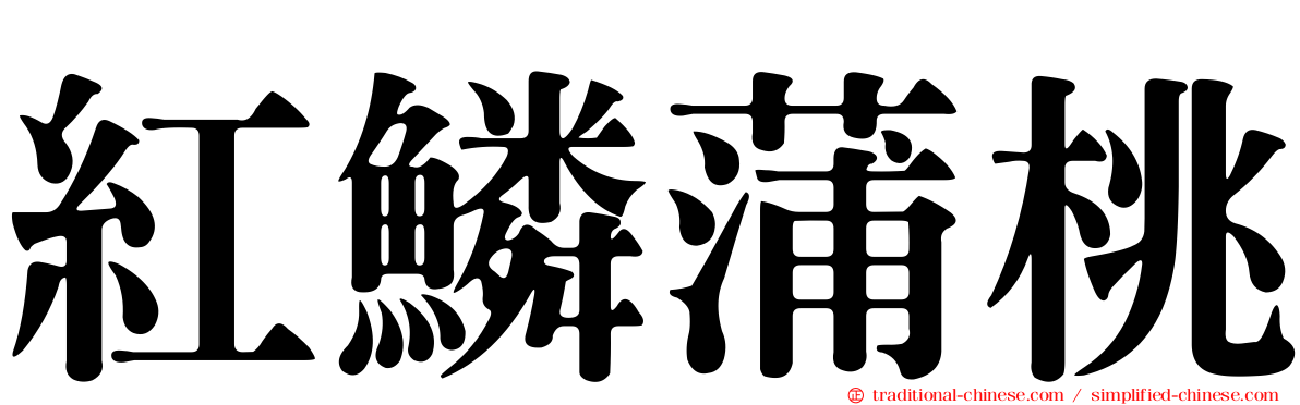 紅鱗蒲桃