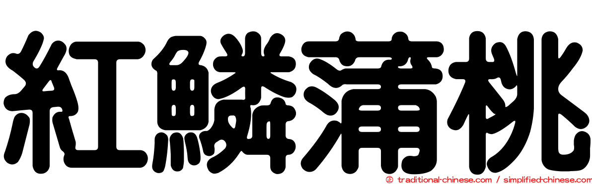 紅鱗蒲桃