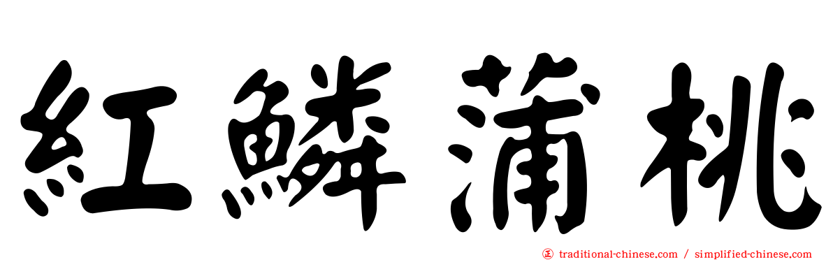 紅鱗蒲桃