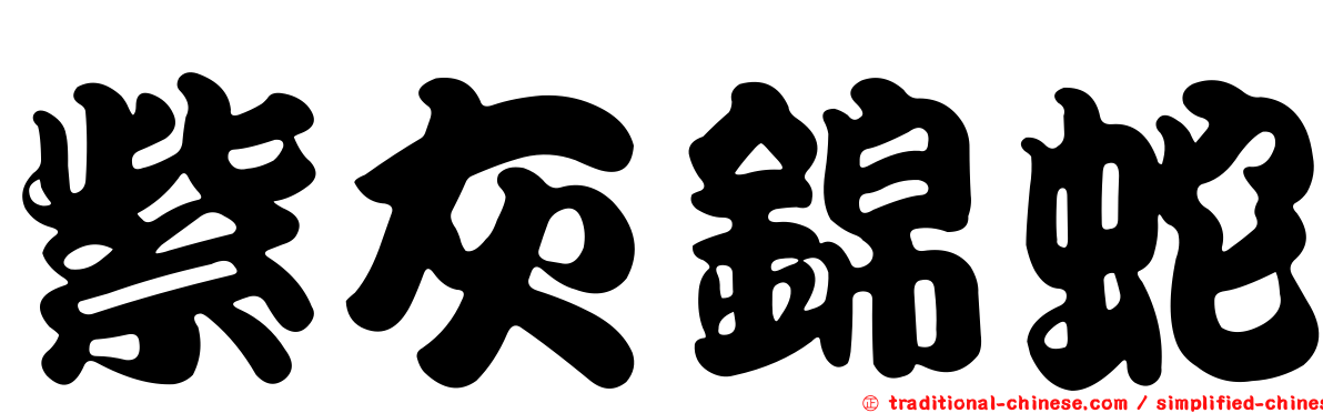 紫灰錦蛇