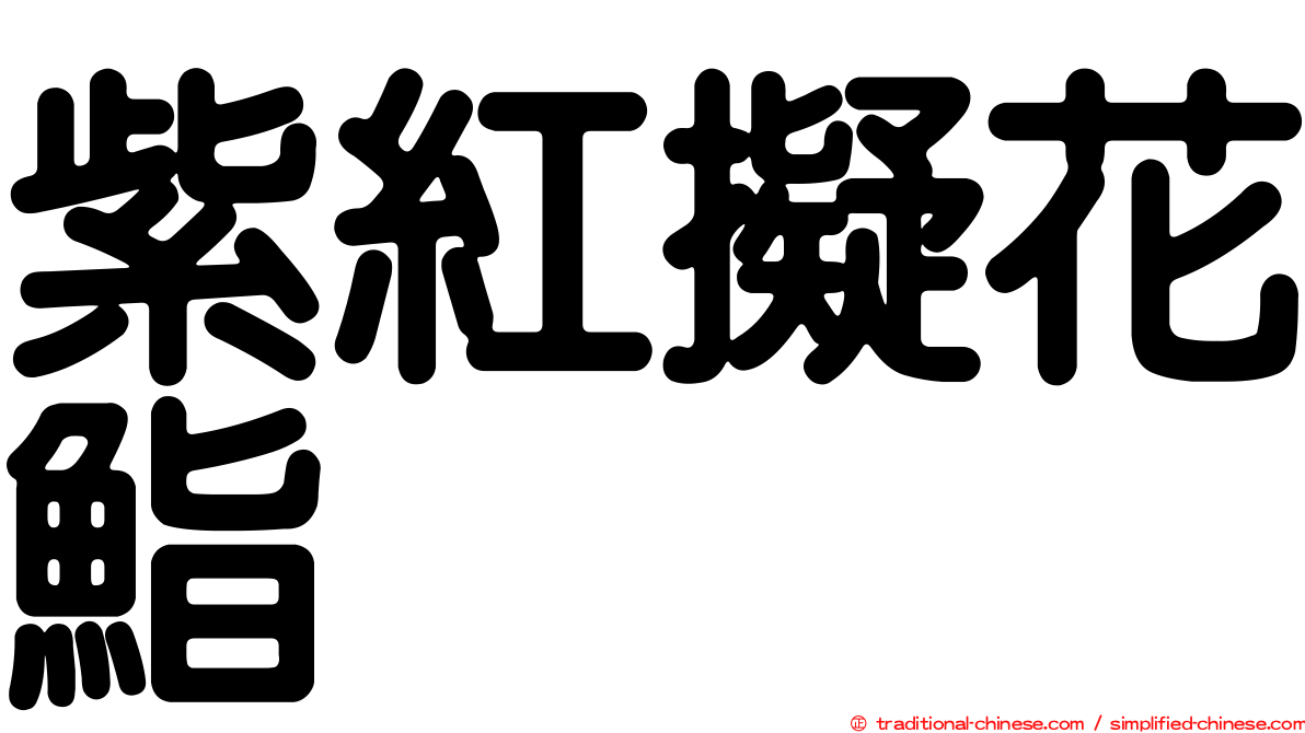 紫紅擬花鮨