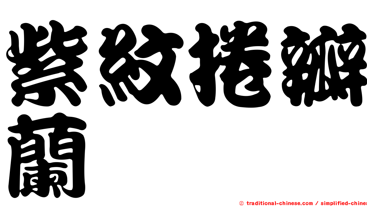 紫紋捲瓣蘭