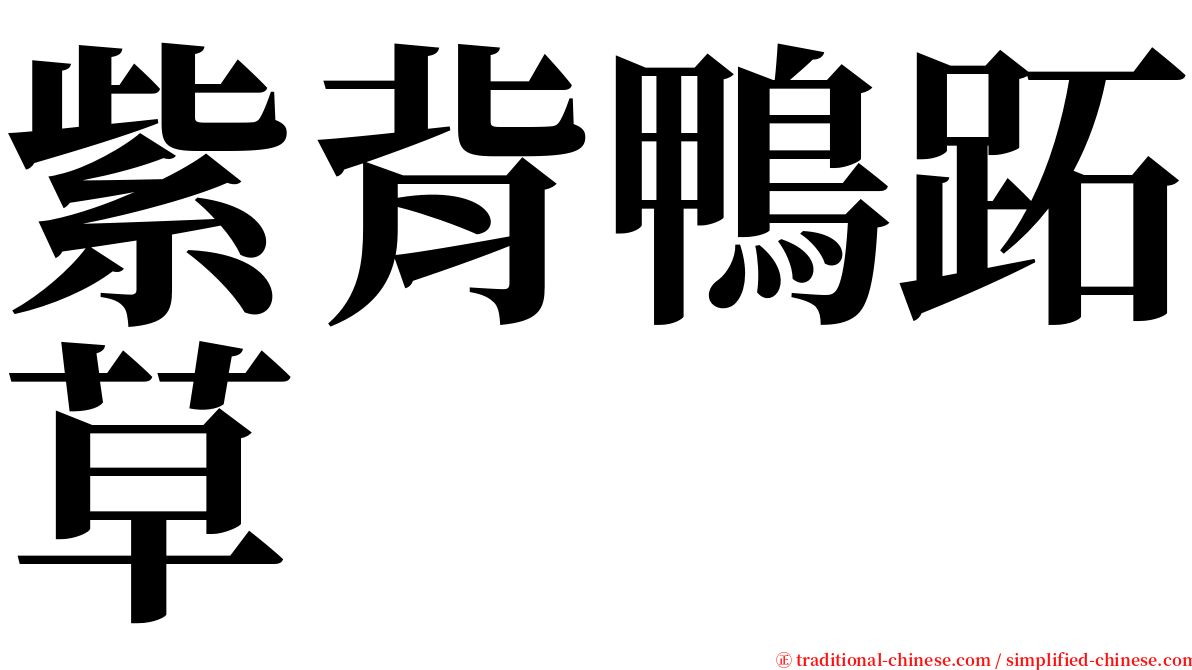 紫背鴨跖草 serif font