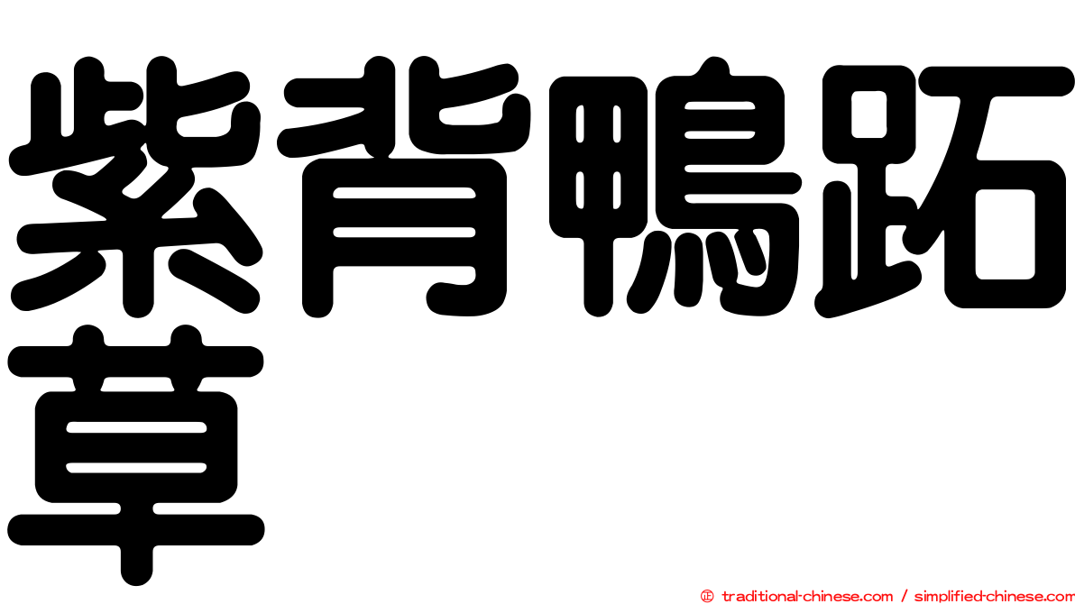 紫背鴨跖草