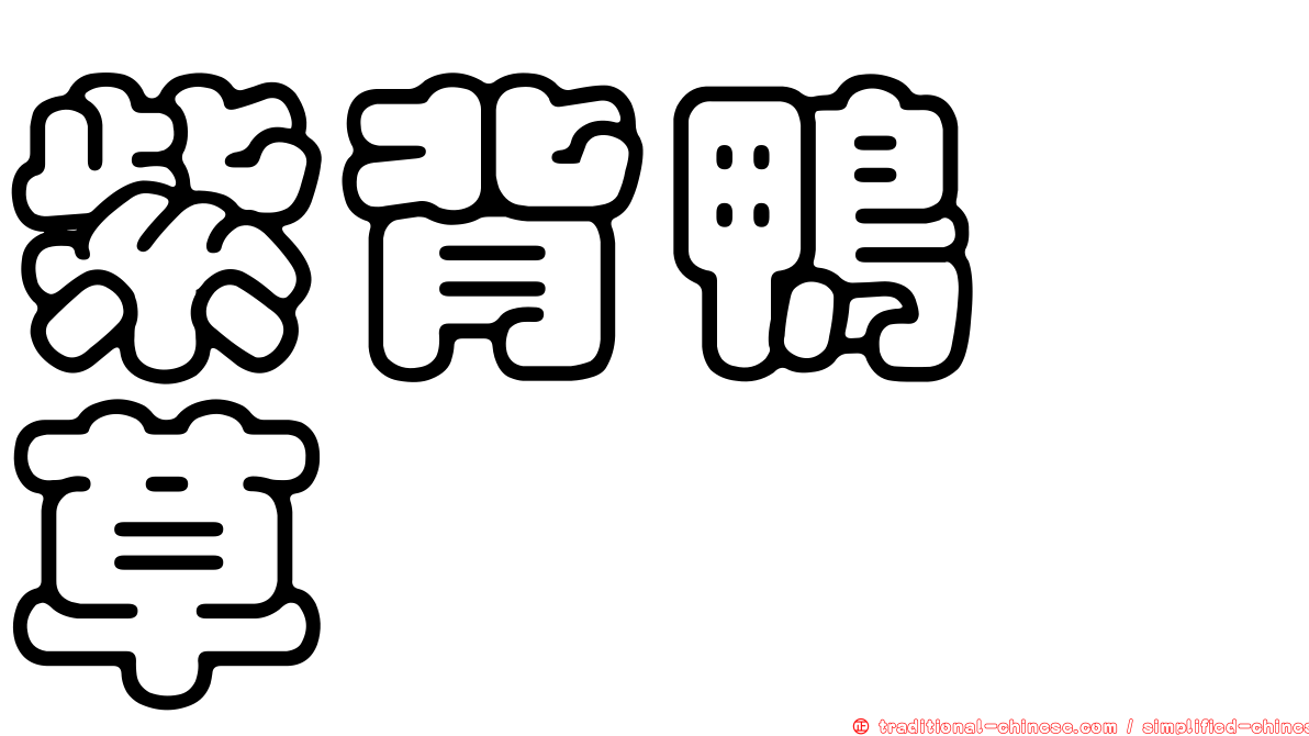 紫背鴨跖草