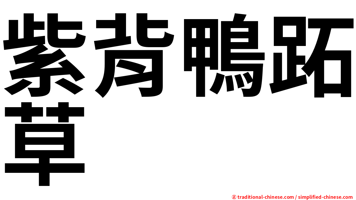 紫背鴨跖草