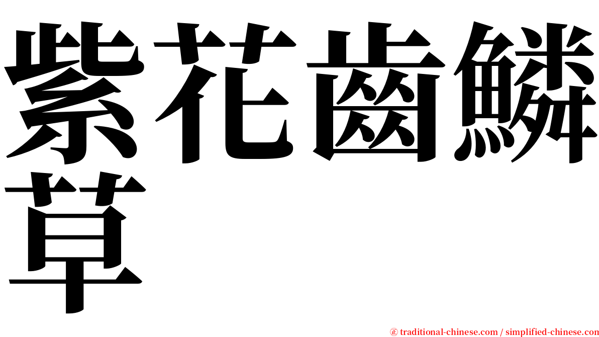 紫花齒鱗草 serif font