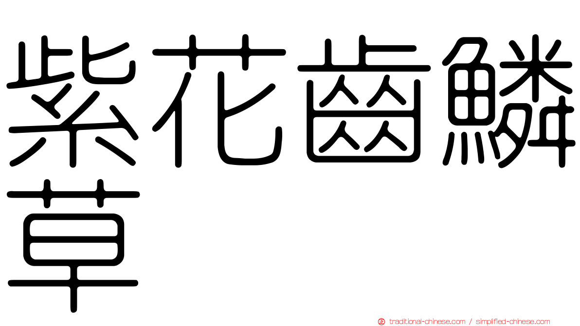 紫花齒鱗草