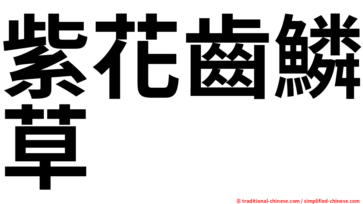 紫花齒鱗草