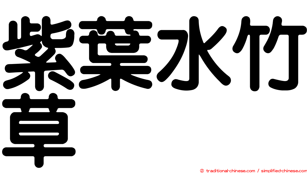 紫葉水竹草