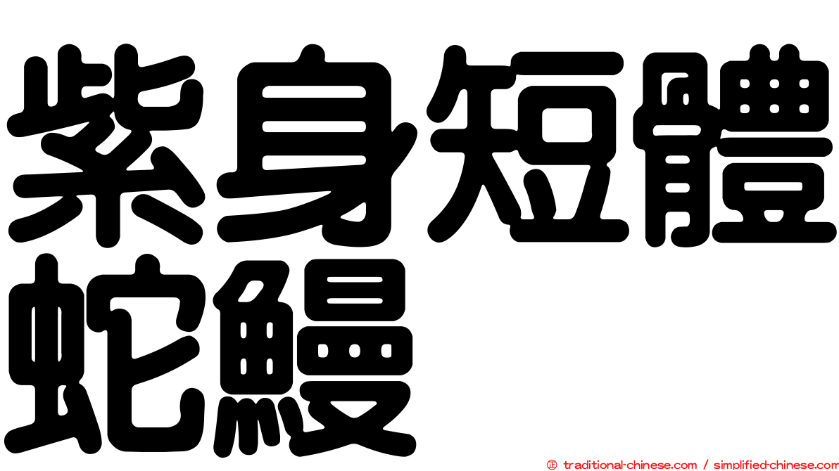 紫身短體蛇鰻