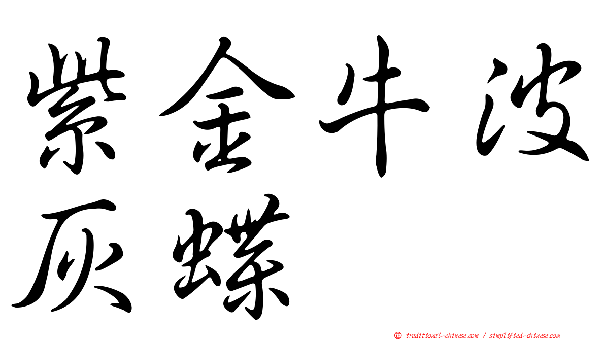 紫金牛波灰蝶