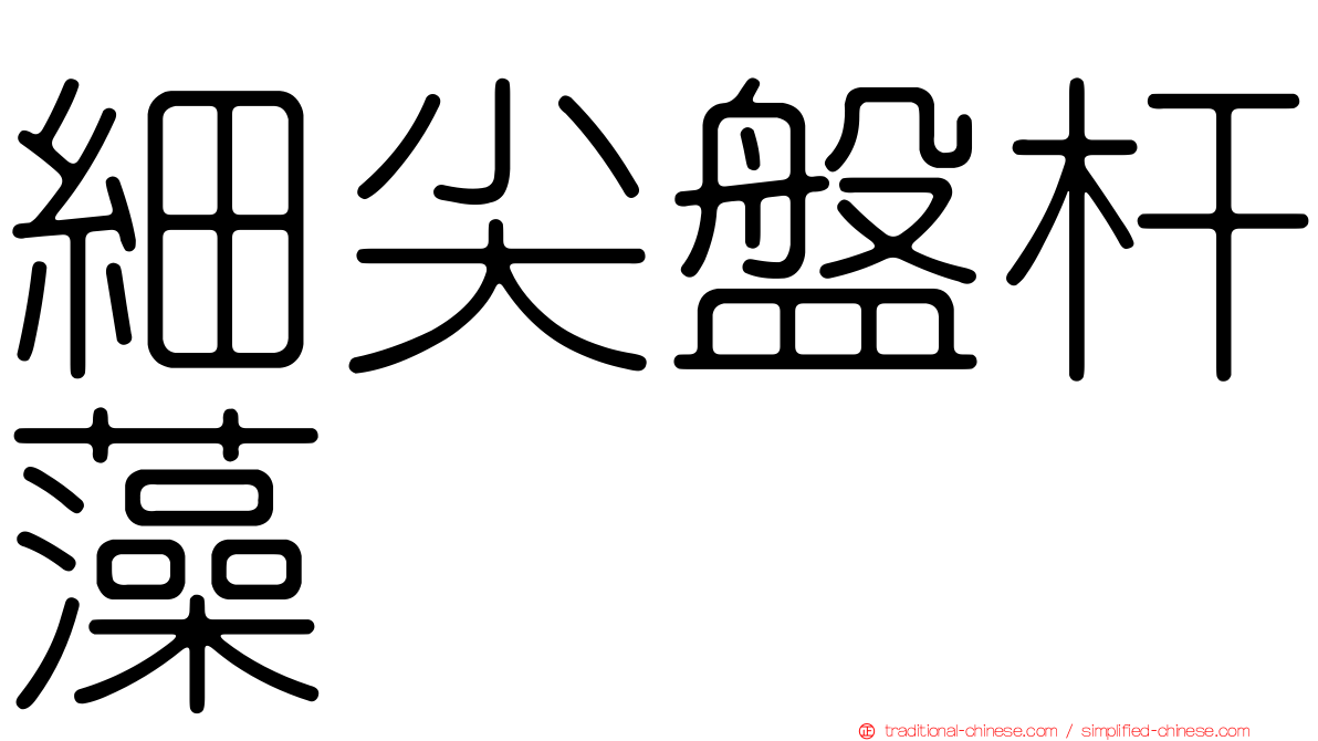 細尖盤杆藻