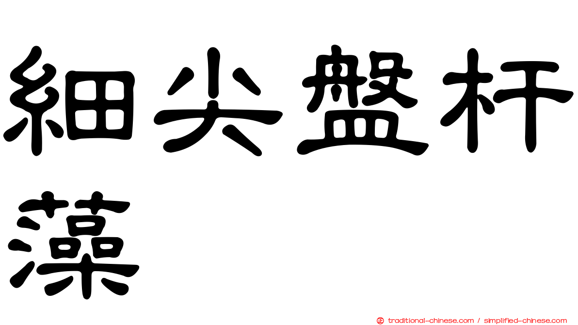 細尖盤杆藻