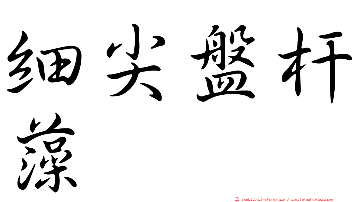 細尖盤杆藻