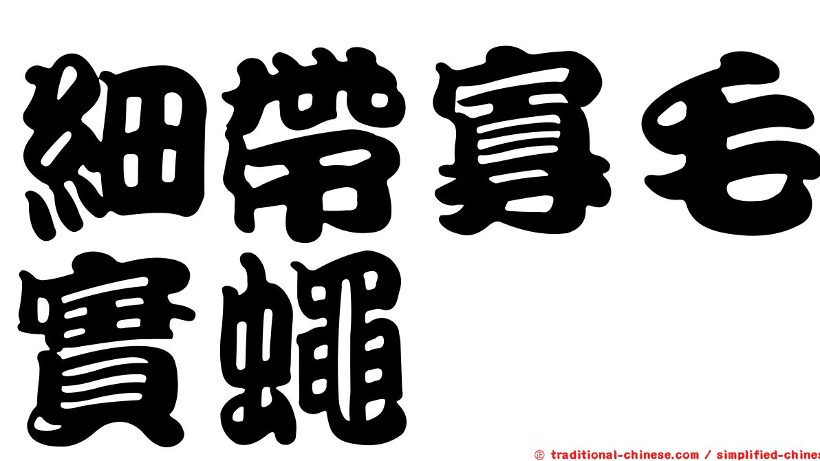 細帶寡毛實蠅