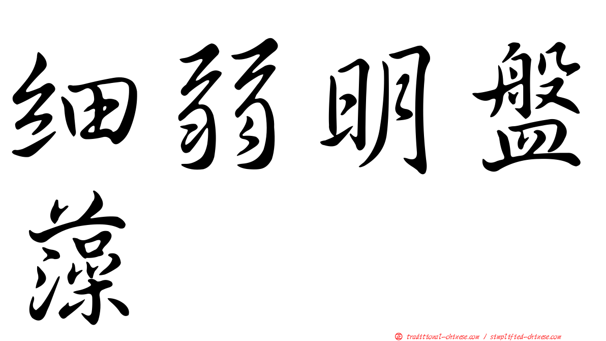 細弱明盤藻