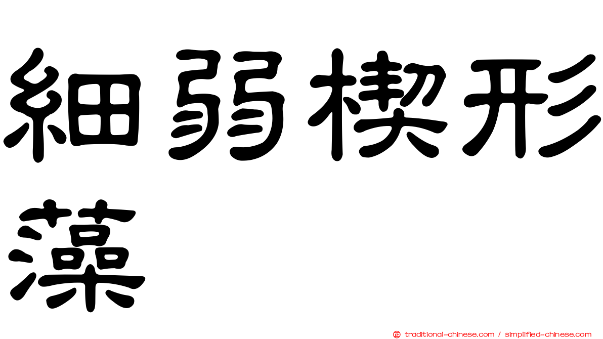 細弱楔形藻