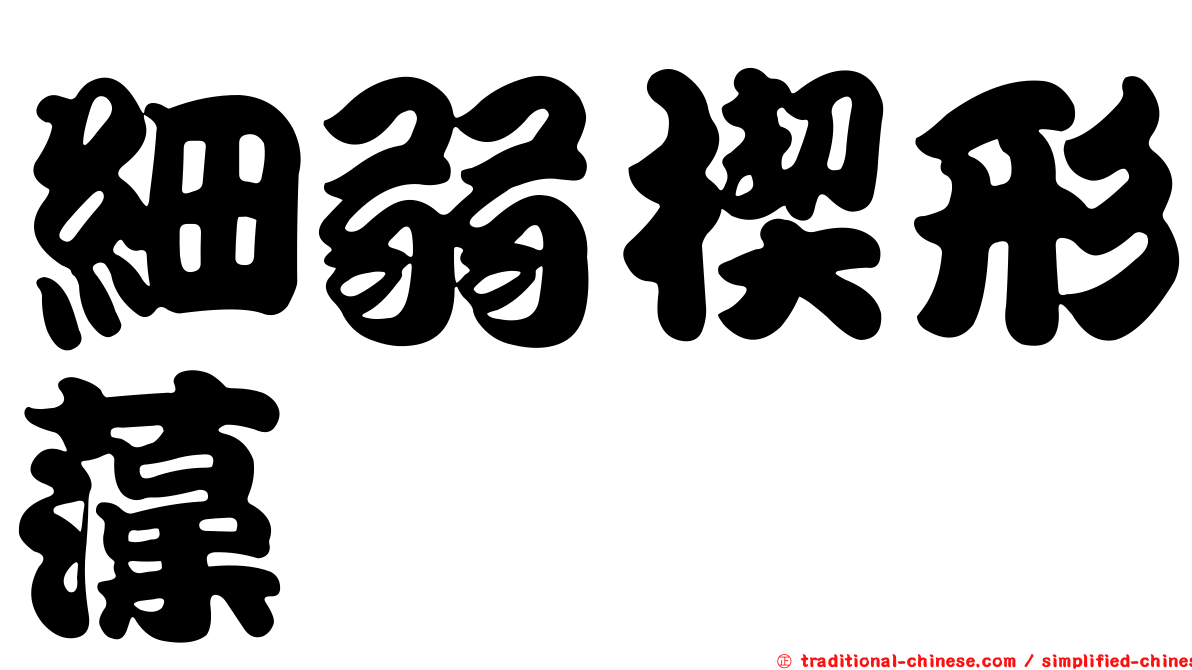 細弱楔形藻