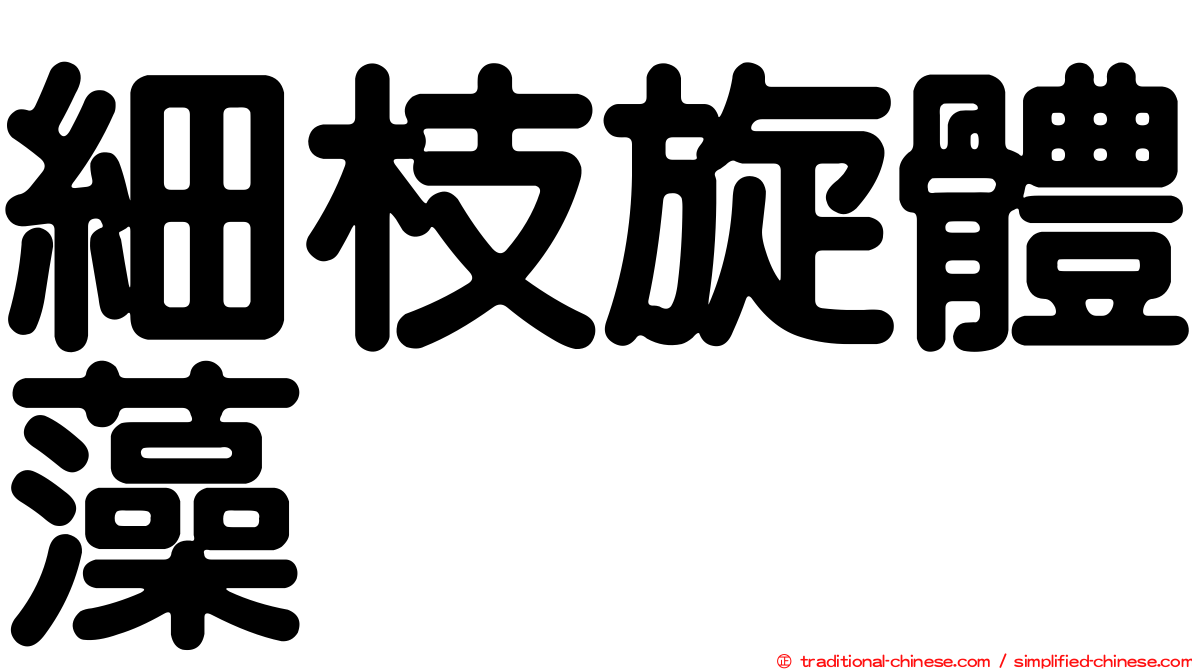 細枝旋體藻