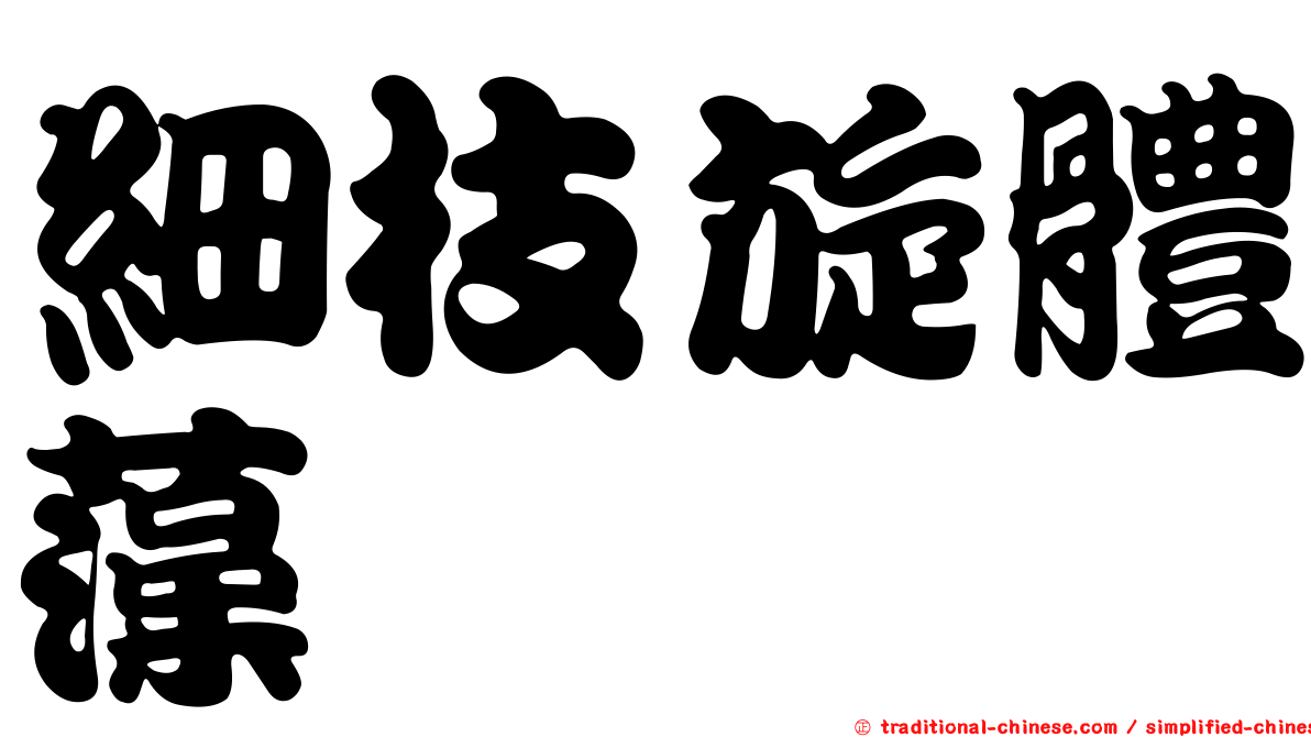細枝旋體藻