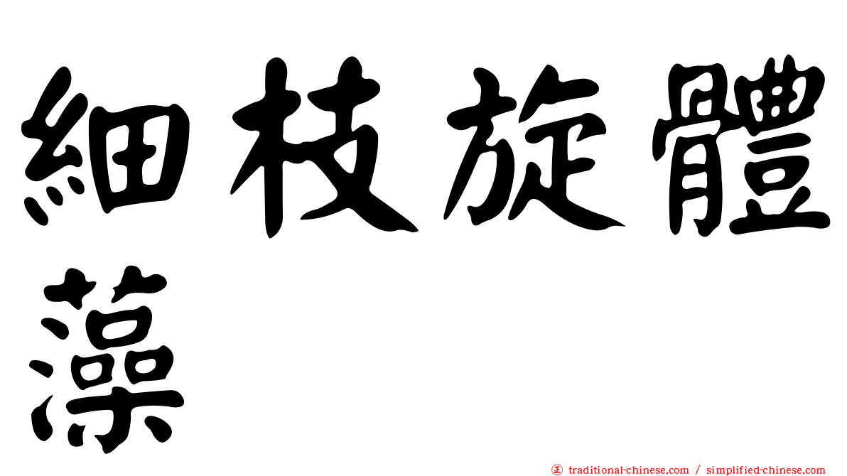 細枝旋體藻