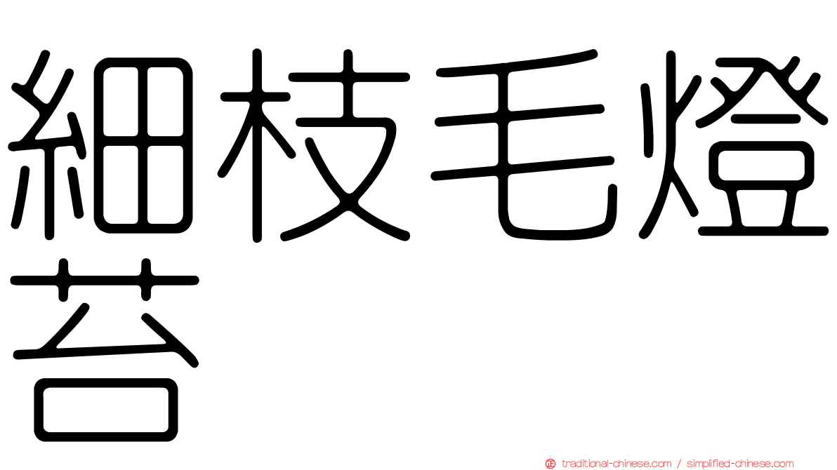細枝毛燈苔