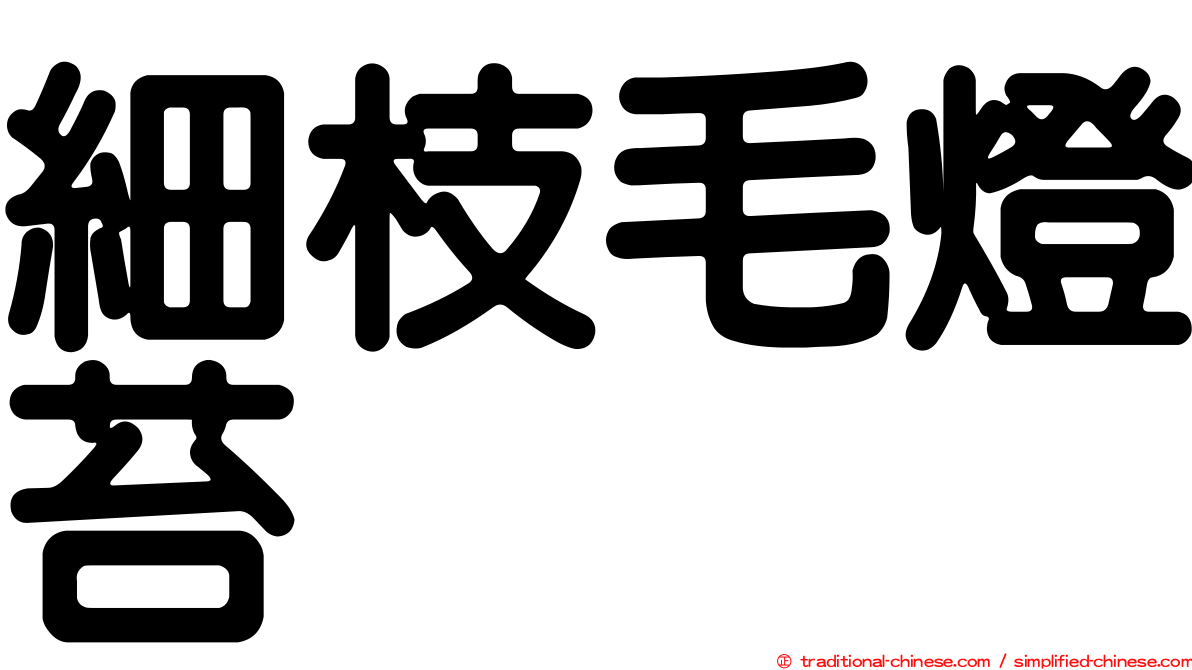 細枝毛燈苔