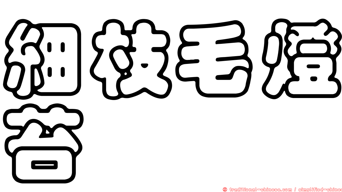 細枝毛燈苔