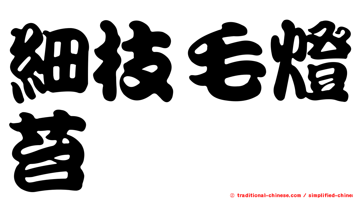 細枝毛燈苔