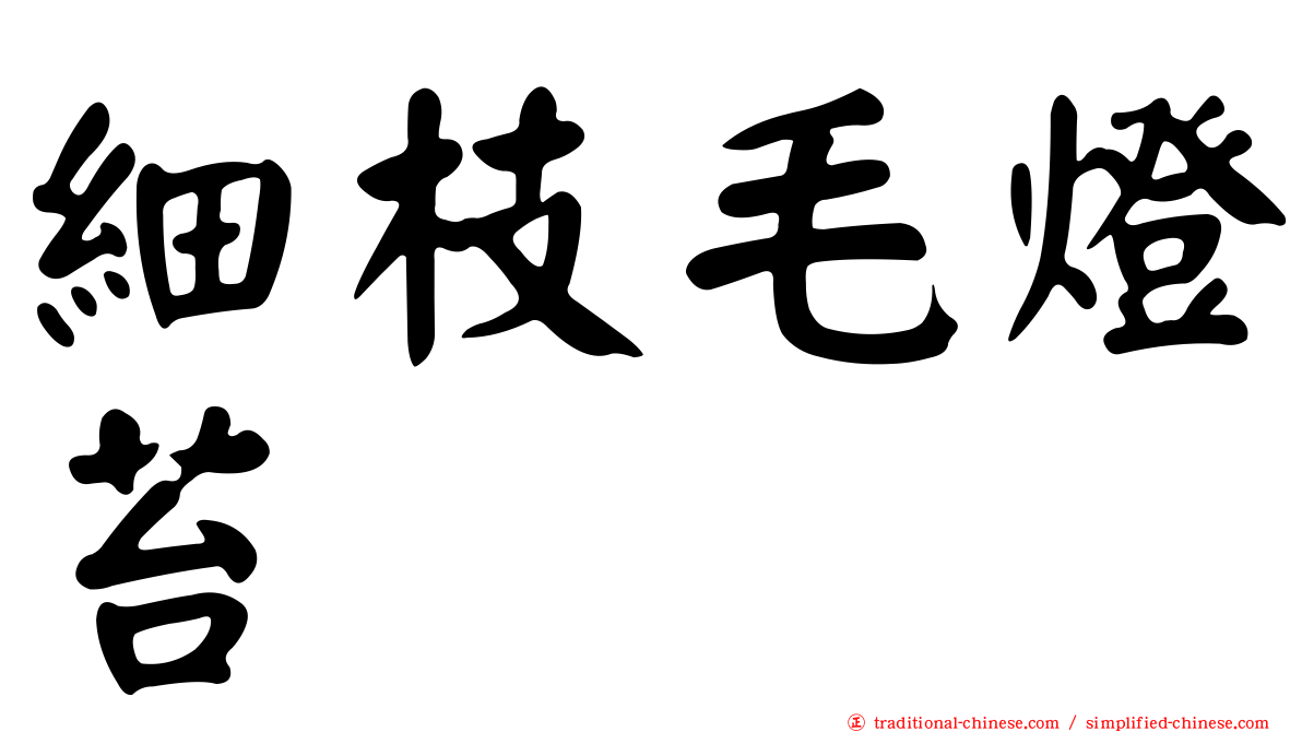 細枝毛燈苔