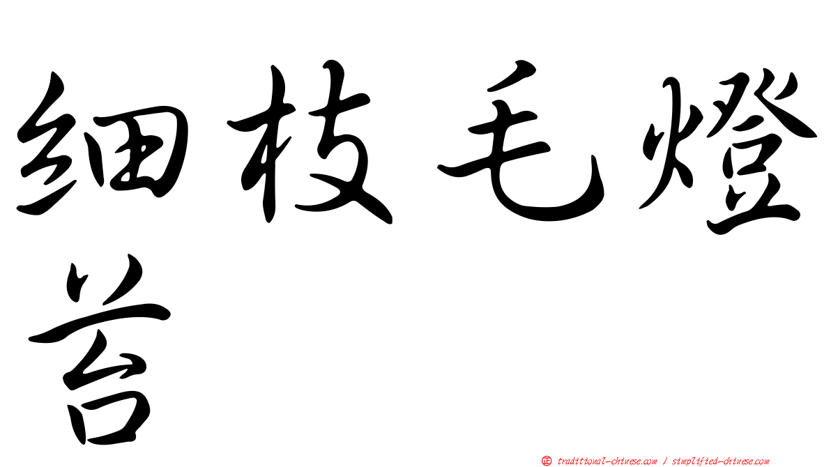 細枝毛燈苔